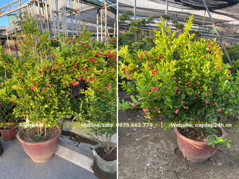 Những chậu cây Si rô trưởng thành, sẵn quả