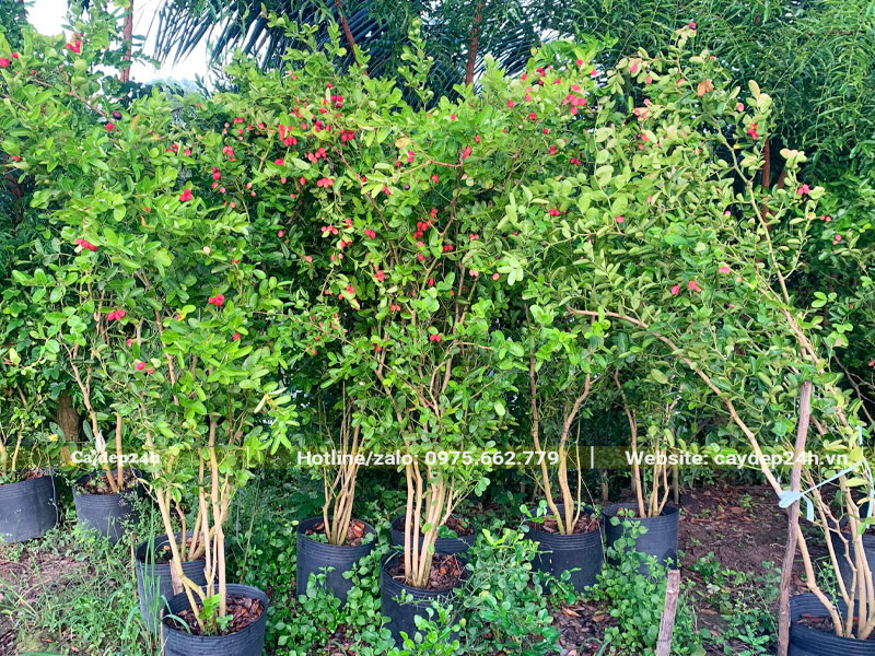 Hàng chục cây Siro thân bụi chiều cao 1m5, sẵn quả