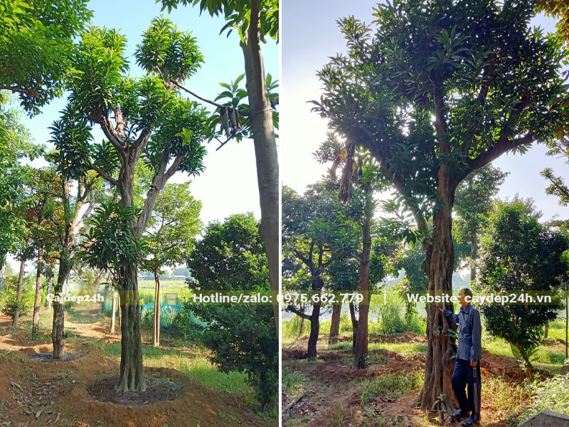 Những cây Trứng Gà cổ thụ đã dâm ủ nhiều năm