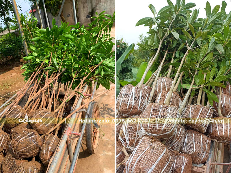 Cây Trứng Gà nhỏ chiều cao gần 2m