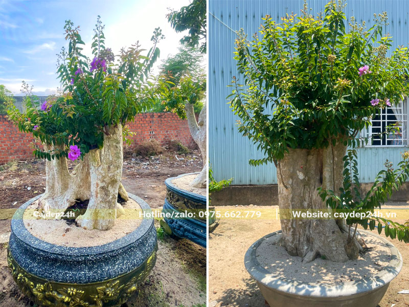 Săng lẻ ghép tường vi bonsai trồng sẵn trong chậu