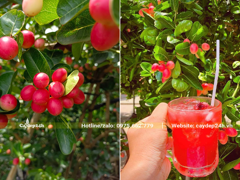 Dùng quả siro để làm đồ uống giải khát cho mùa hè