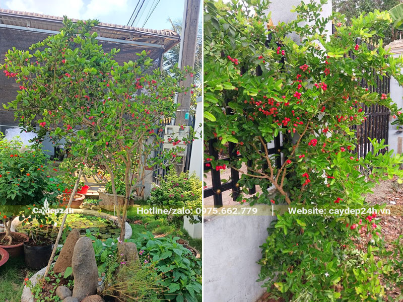 Trồng cây siro trong chậu cảnh trước nhà