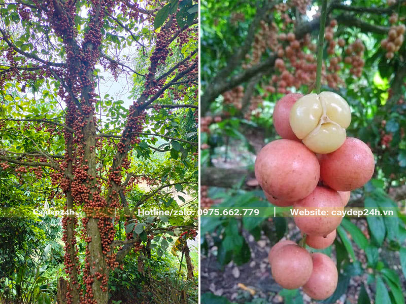 Dâu Da đỏ quả chín mọng trên cây