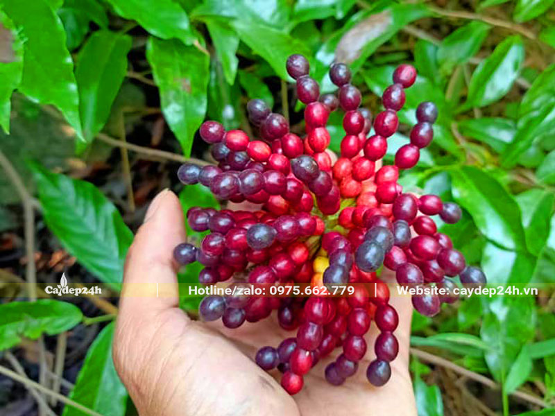 Chùm quả cây Hoa Dẻ chín đỏ