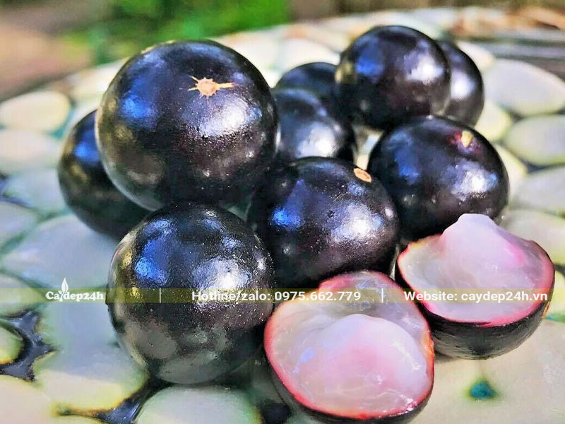 Quả Nho Thân Gỗ đường kính khoảng 2cm