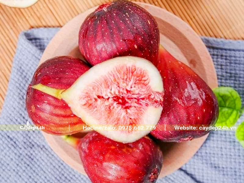 Loại Sung Mỹ khi chín vỏ ngoài màu đỏ đậm