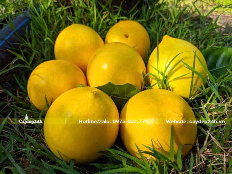 Những quả Trứng Gà - Lêkima mới hái