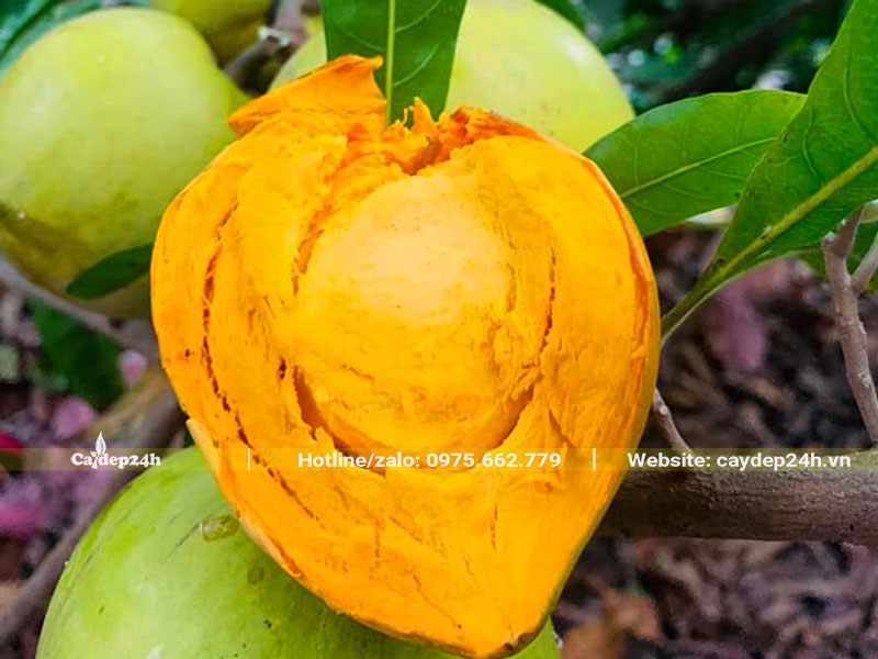 Những quả Lê Ki Ma chín vàng