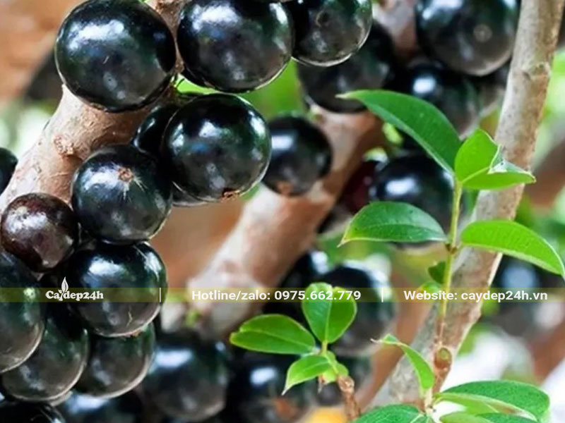 Quả cây nho thân gỗ tứ quý