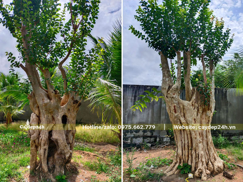 Thân cây tưởng như mục nhưng khi ghép tường vi vào lại vô cùng đẹp