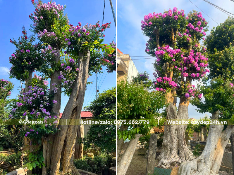 Hình ảnh những cây Săng Lẻ ghép tường vi thái