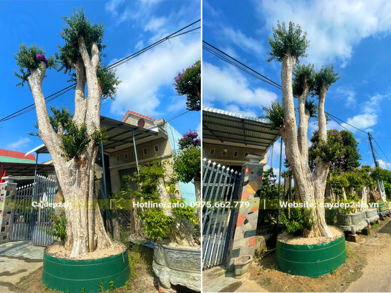 Cây sang lẻ ghép tường vi cao 4m dâm ủ trong bầu nổi