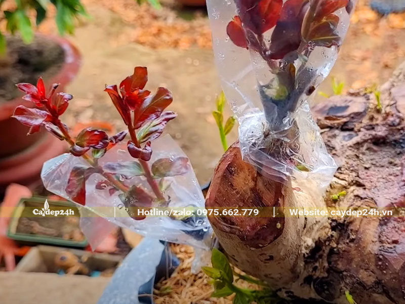 Bỏ túi nilon cho cây săng lẻ ghép tường vi huyết long sau 2 tuần