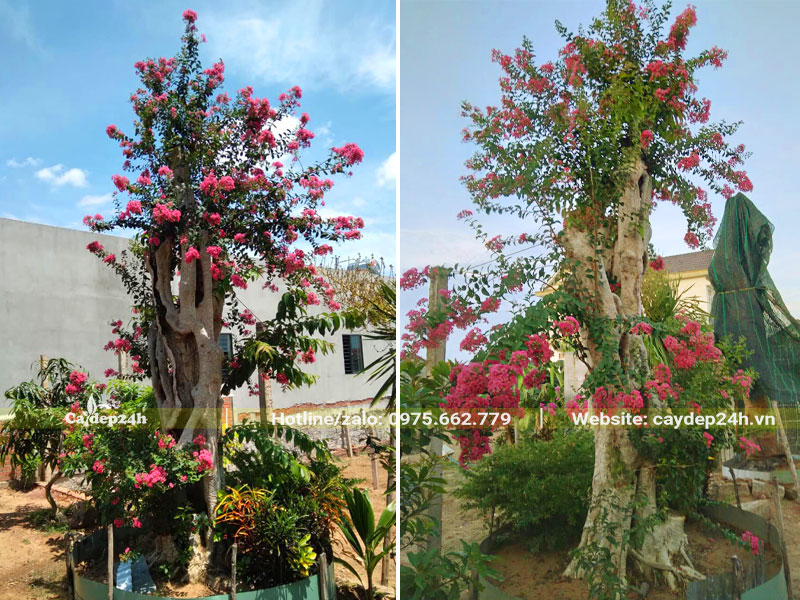 Cây ghép thành công, hoa nở rực rỡ