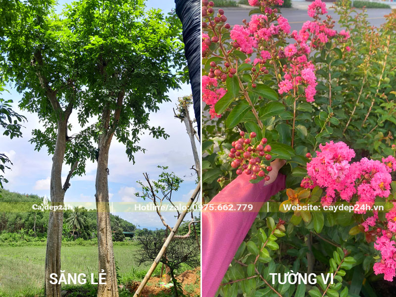 Cây Săng Lẻ cao lớn, còn Tường Vi có hoa đẹp tuyệt sắc