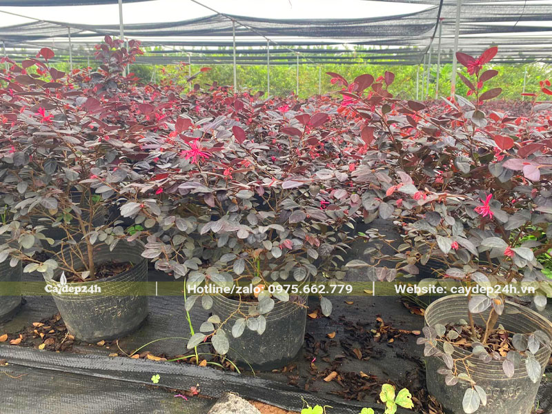 Vườn cây giống Hồng Phụng có lưới che giúp điều chỉnh ánh sáng