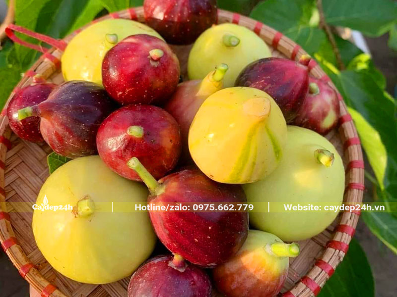Đĩa Sung Mỹ mới hái từ trên cây xuống