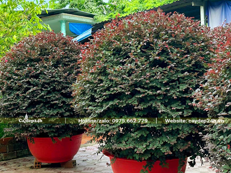 Những chậu cây Hồng Phụng tán tròn cao hơn 1m (tính cả chậu)