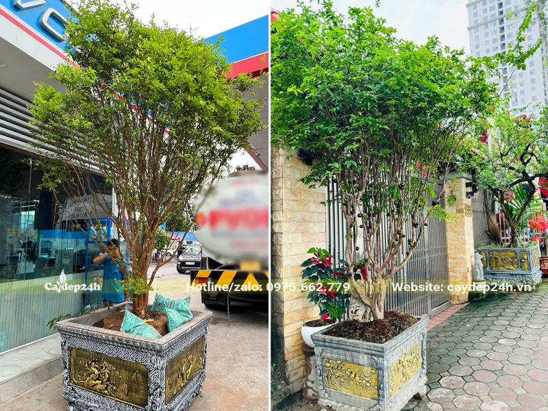 Cây Nho Thân Gỗ trồng chậu cảnh đẹp