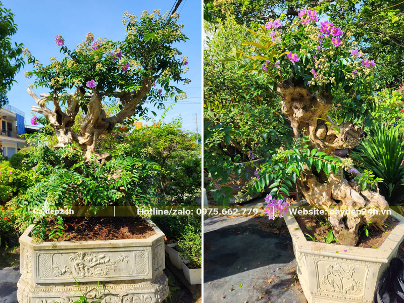 Trưng bàu chậu săng lẻ ghép tường vi bonsai trước sân nhà biệt thự