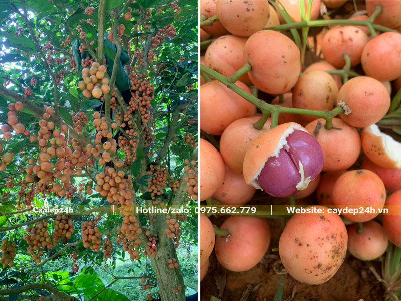 Vườn cây Dâu Da Đất đỏ ruột tím