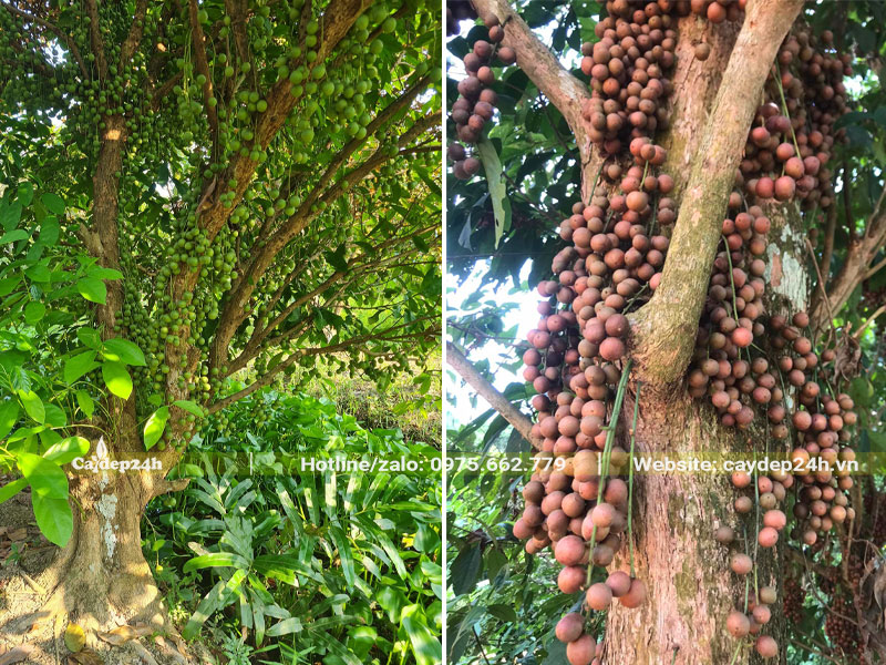 Cây Dâu Da Đất xanh và đỏ quả sai trĩu