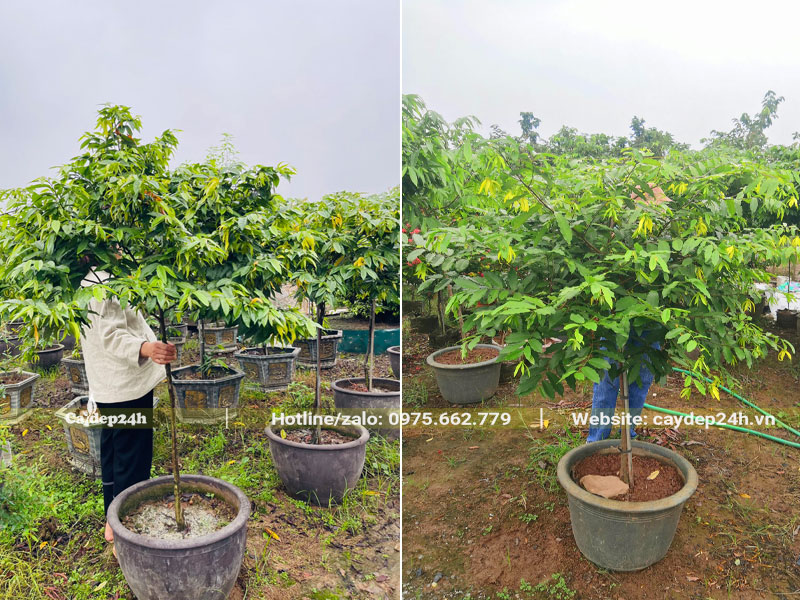 Nhưng cây Hoa Dẻ thoát thân 70 - 90cm, hàng thuần chậu đẹp