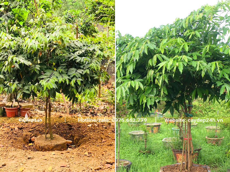 Đào đất khoanh bầu cây Hoa Dẻ Thơm trưởng thành cao 1m