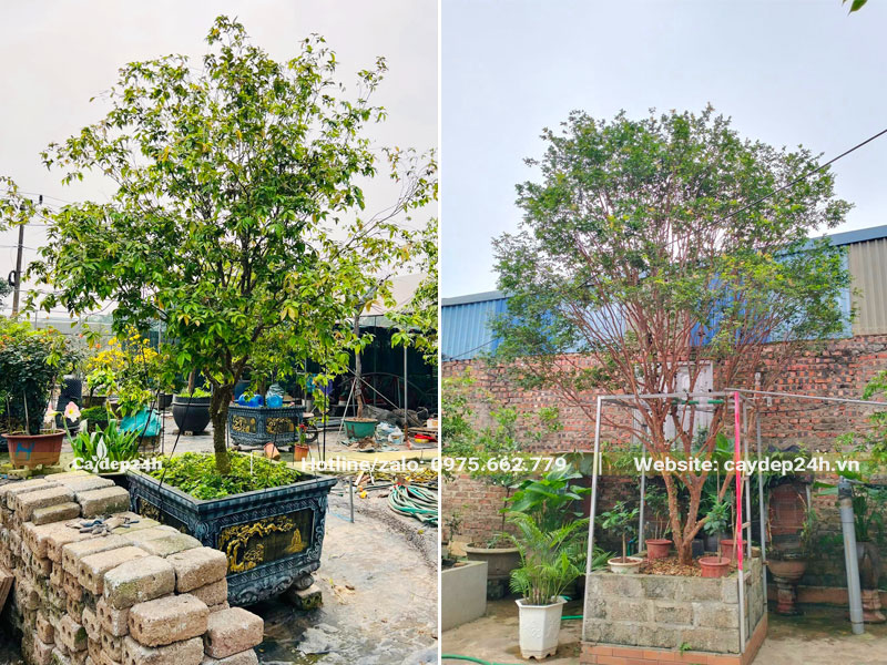 Trồng cây Nho Thân Gỗ cao hơn 2m trong chậu hoặc bồn đất