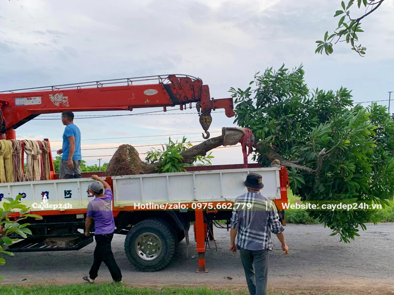 Cẩu cây Trứng Gà công trình lên thùng xe tải chuyển đến nơi trồng