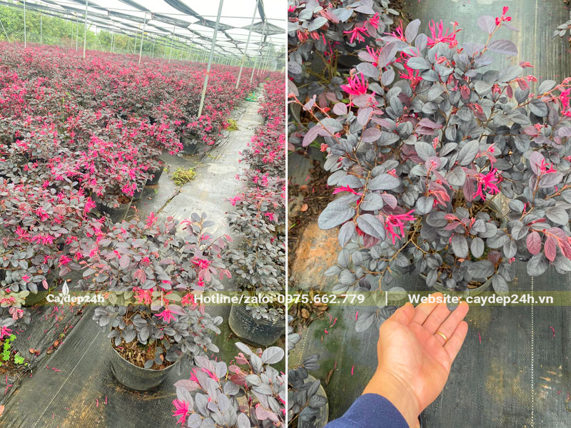 Nhà vườn với hàng nghìn cây giống nhỏ chiều cao khoảng 35cm