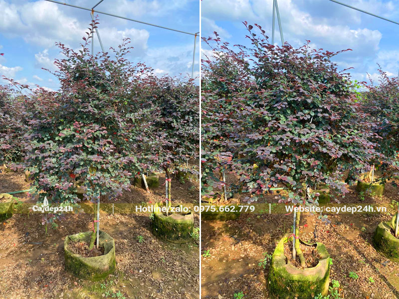 Vườn cây Hồng Phụng thoát thân coa 60 - 70cm