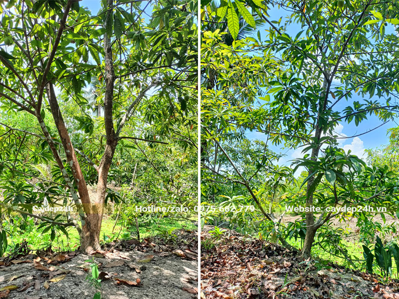 Vườn thâm canh cây Trứng Gà lâu năm đường kính gốc 15 - 20cm
