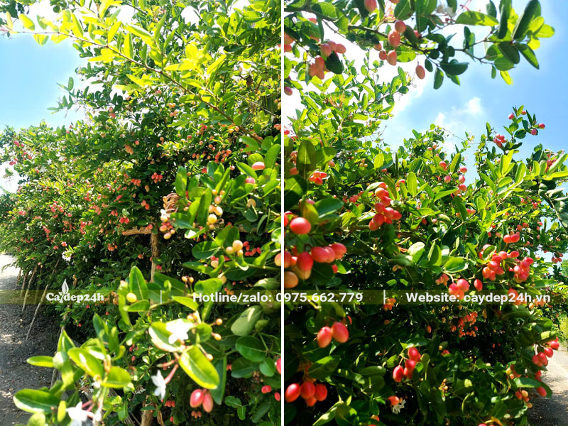 Vườn trồng cây Siro lâu năm, quả chín đỏ trên cành