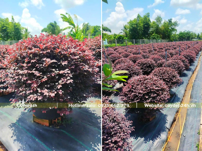 Vườn cây Hồng Phụng tán tròn đẹp