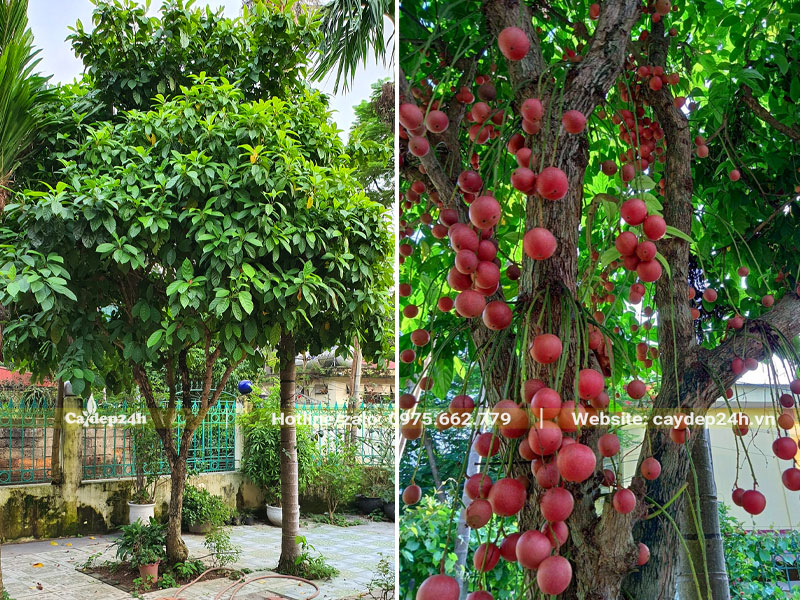 Trồng cây Dâu Da Đất trước sân nhà lấy bóng mát, tạo phong thủy tốt