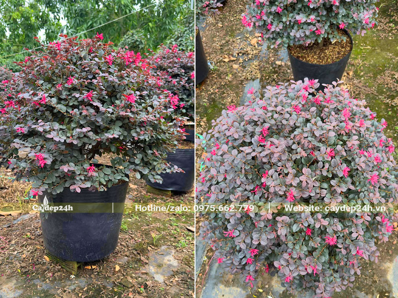 Chậu cây Hồng Phụng kiểng tán tròn đẹp, đường kính tán 40cm