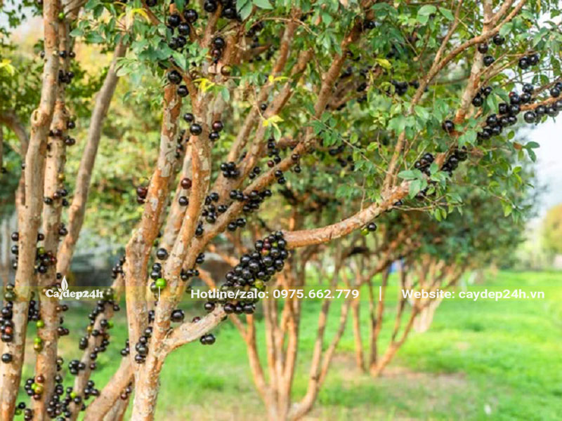 Hàng cây Nho Thân Gỗ qua sai chi chít trồng trước nhà