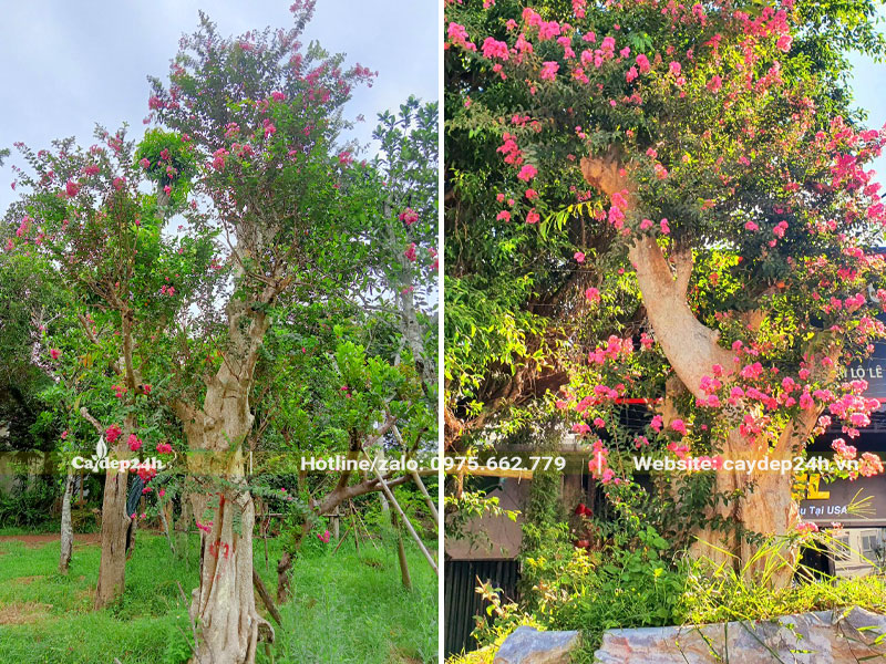 Săng Lẻ ghép tường vi hồng hoa đẹp trang trí sân vườn biệt thự