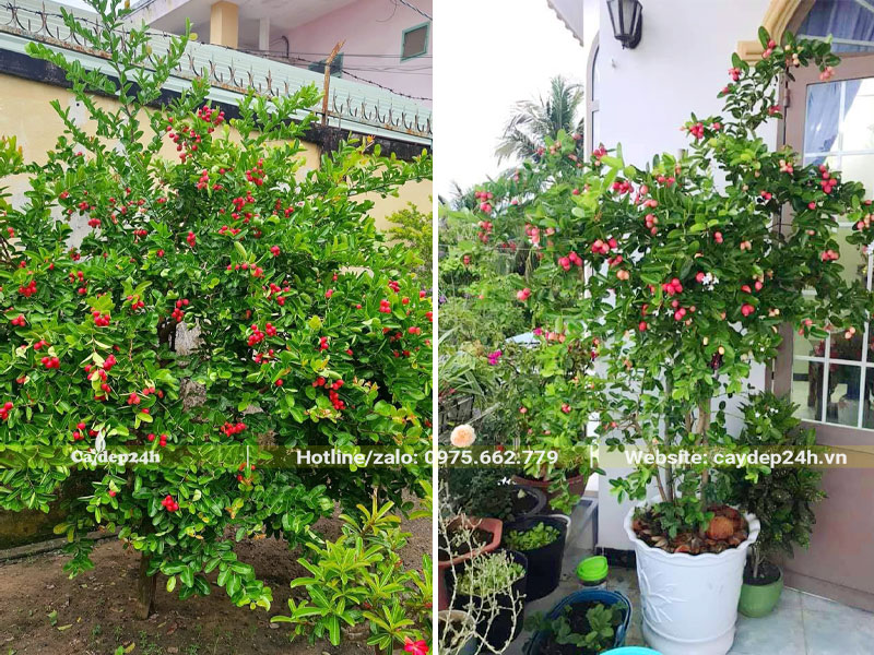 Trồng cây Siro trong chậu hoặc sân vườn trước nhà