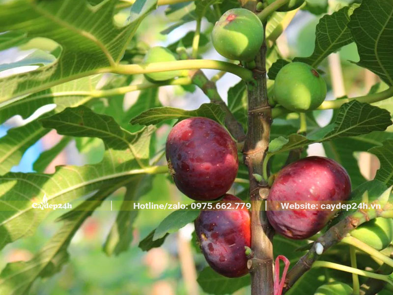 Quả Sung Mỹ mang ý nghĩa sung túc, no đủ