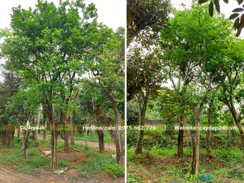 Cây Bồ Quân công trình cao hơn 5m đã dâm ủ nhiều năm