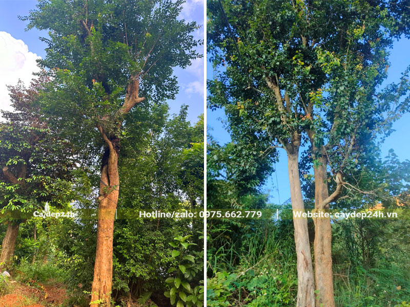 Những cây Bồ Quân công trình kích thước lớn, đường kính gốc từ 20 - 30cm