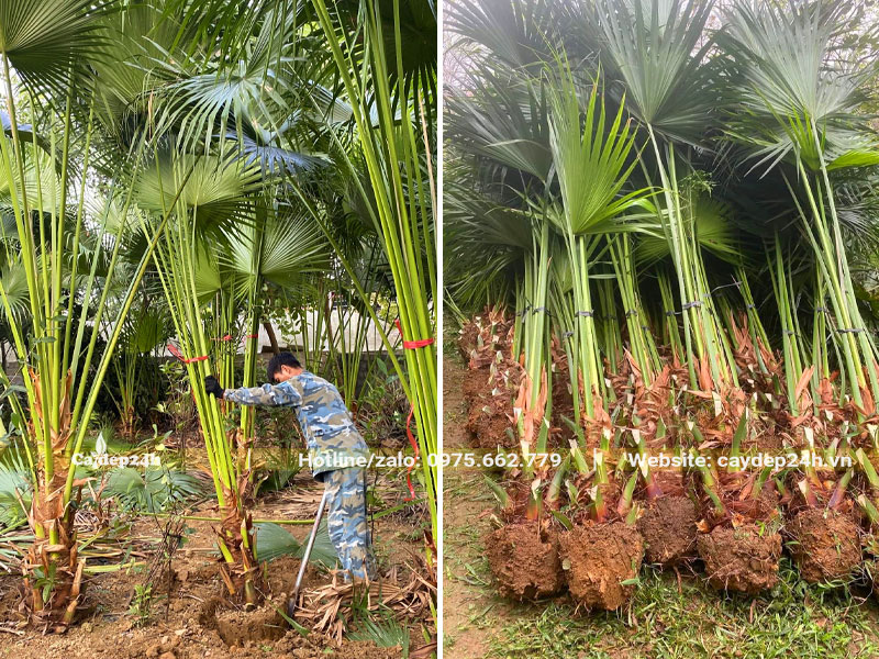 Công nhân đang đámh bầu lô Cọ Ta lóng thân cao 50cm
