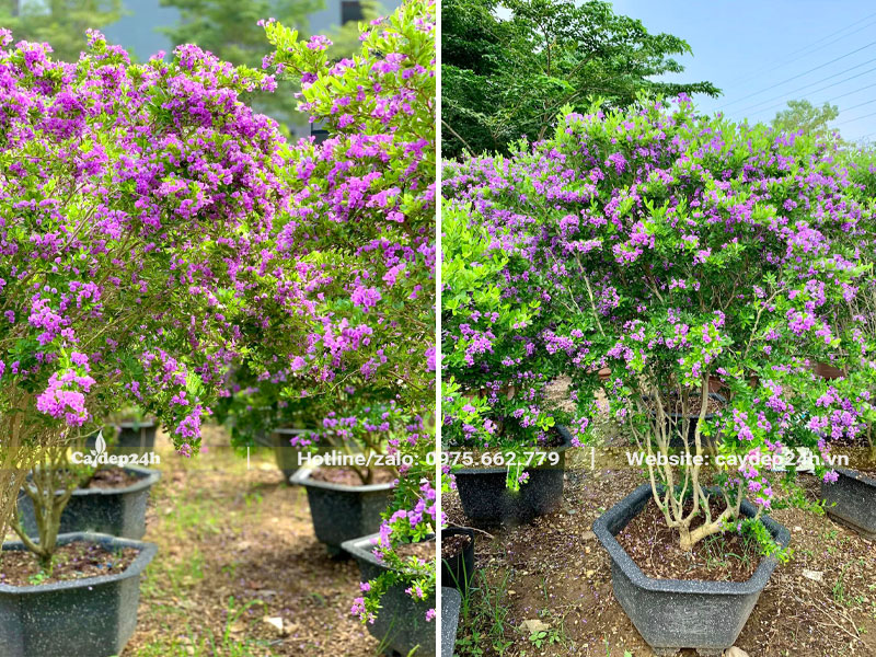 Những chậu cây Linh Sam cao hơn 1m