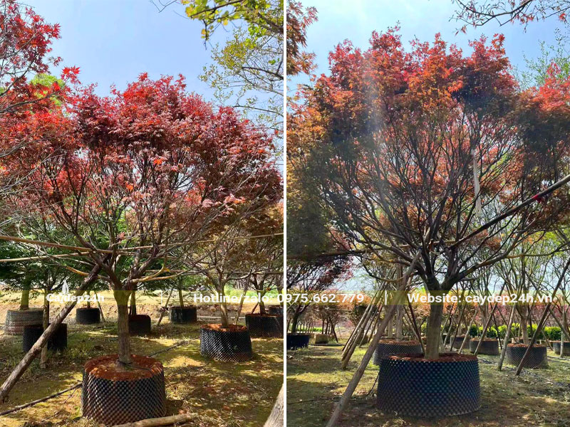 Ngắm cây Phong Lá Đỏ cao 3m, đường kính gốc hơn 15cm