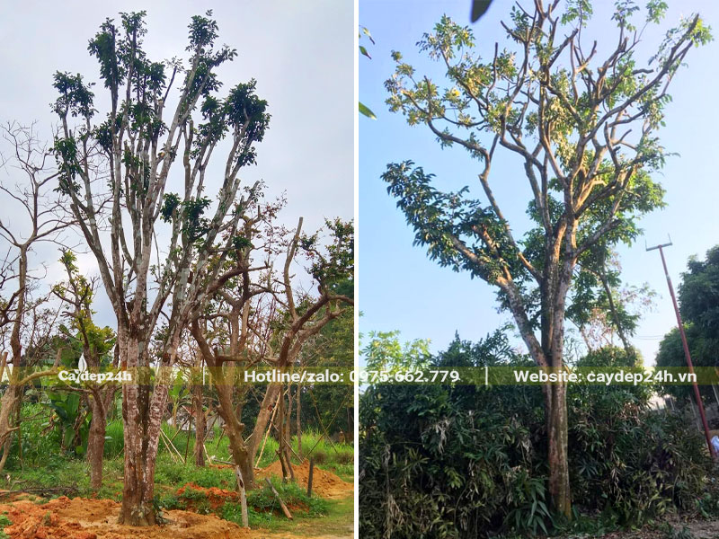 Dâm ủ những cây Quất Hồng Bì cổ thụ cao 5 - 6m
