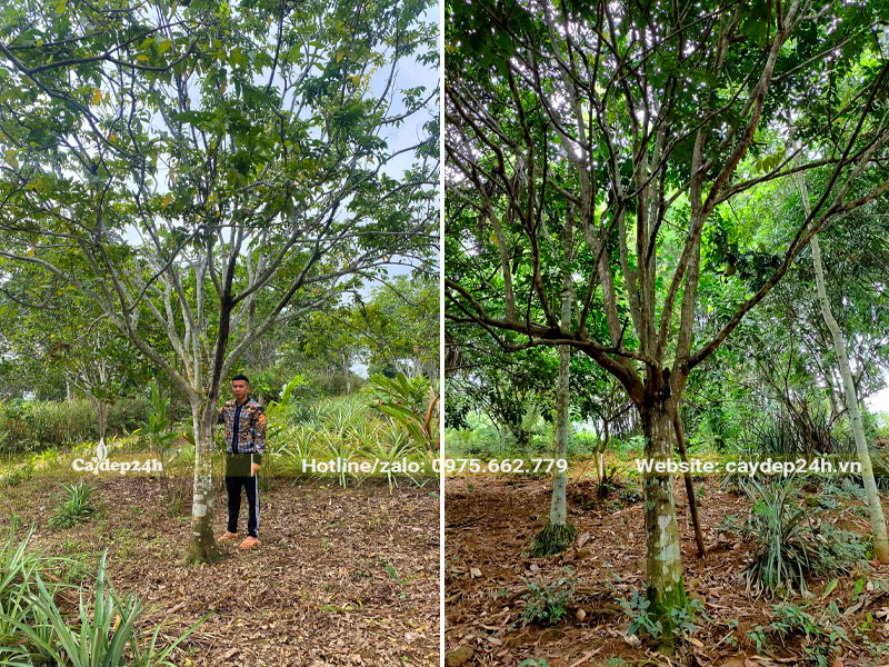 Quất Hồng Bì lâu năm cao 5 - 7m, đường kính gốc 15 - 20cm