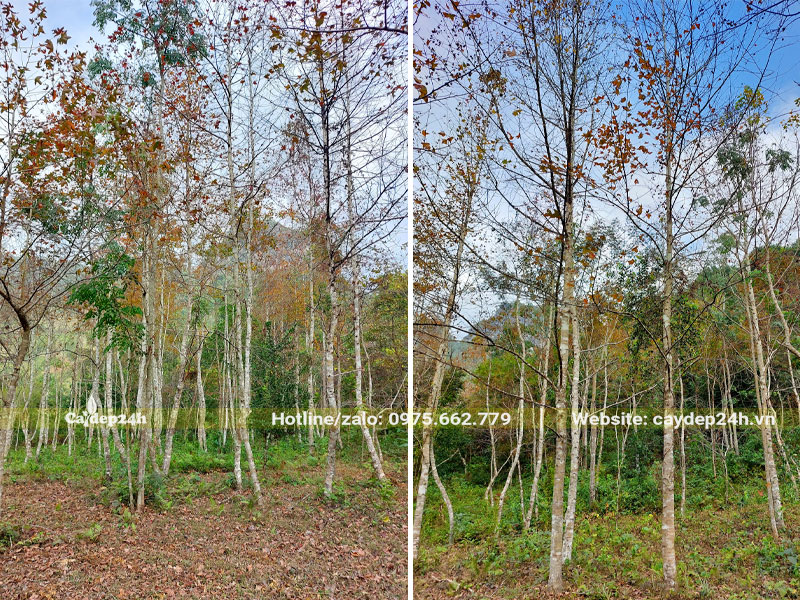 Rừng cây Sau Sau công trình chiều cao 6 - 7m